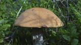 Hyvinä sienivuosina alueelta löytyy runsaasti sieniä. Kuva: AT