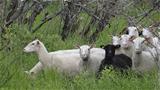 Koivusaareen tuodaan kesäksi lampaita maisemanhoitajiksi. Kuva: AT