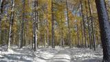 Siperianlehtikuusi pudottaa neulasensa myöhemmin kuin kotimaiset lehtipuut, monena syksynä vasta ensilumien aikoihin. Kuva: AT