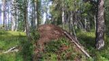There is a large anthill in the old forest along the path. Photo: AT