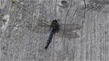 A dragonfly on duckboards Photo: AT