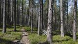 There is a massive pine forest along the spring trail. Photo: AT
