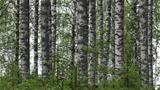 Massive birch grove grows between the cabin and lake. Photo: AT