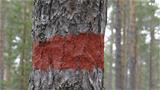 The spring trail is marked with red paint markings. Photo: AT