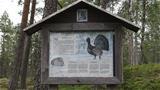 The information boards tell about Vaattunkivaara Hill’s nature. Photo: AT