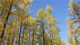 The autumn foliage of Siberian larches is really impressive. Photo: AT