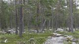 Vaattunkivaara hill-top forest Photo: AT