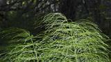The wood horsetail grows abundantly along the trail. Photo: AT